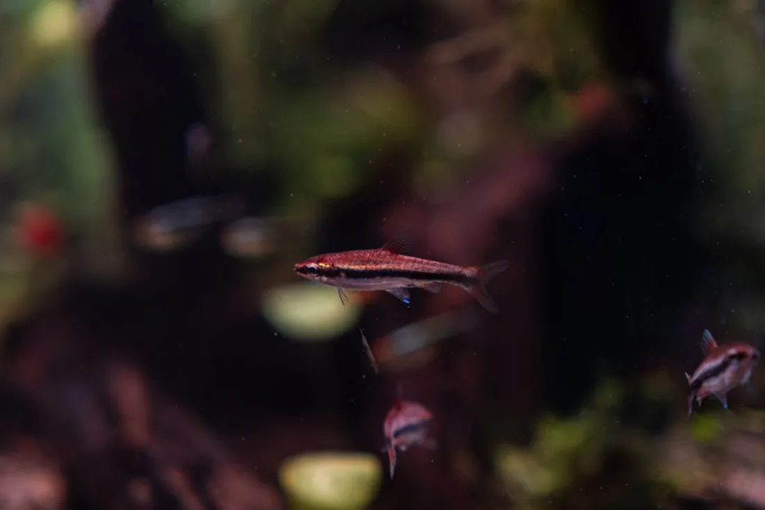 Eingerichtetes Aquarium mit Bepflanzung und Beleuchtung